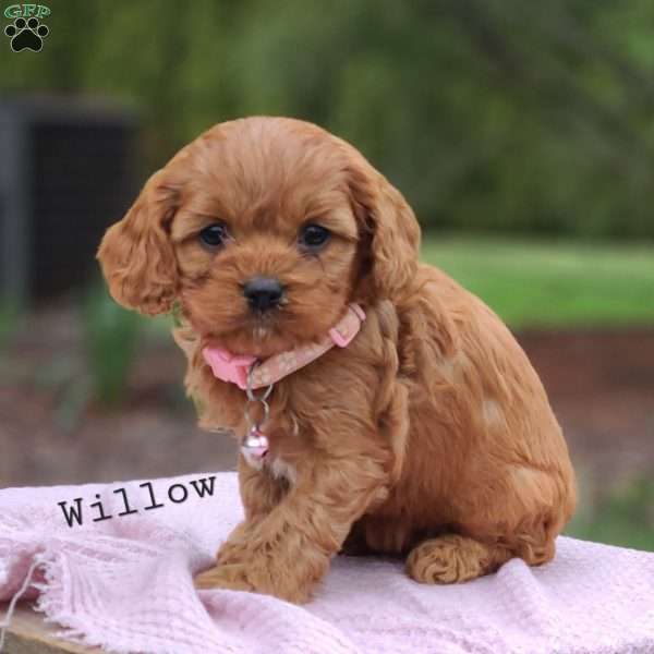 Willow, Cavapoo Puppy